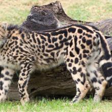A striped cheetah cub known as a king cheetah.
