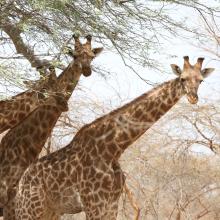 Kordofan giraffes in Faro National Park, Northern Cameroon