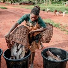 INDIGENOUS WOMAN TRANSPORTS FISH HARVESTED FROM THE POND PREPARING TO SELL