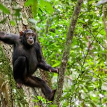 Chimpanzee in West Africa hanging on a tree.