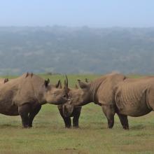 A crash of black rhinos gathering with their horns touching in the wild plains of Solio game reserve, Kenya.