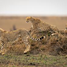 Three cheetahs in the savanna on a termite mound.