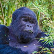 A mountain gorilla in Volcanoes National Park, Rwanda.