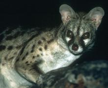 Genet