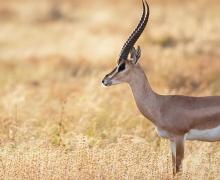 Grant's Gazelle