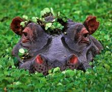 Hippopotamus