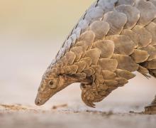 Pangolin