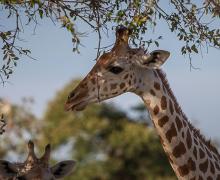 West African Giraffe